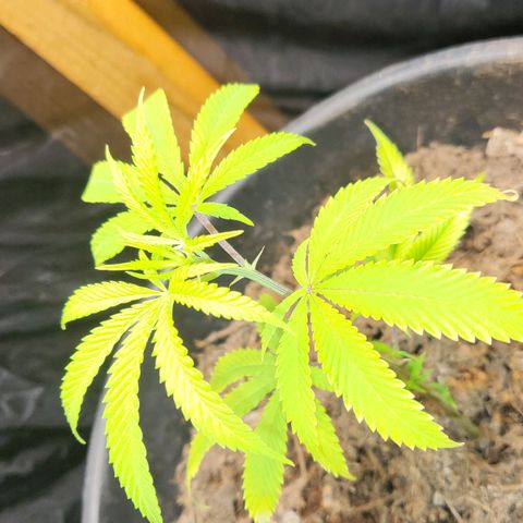 B.i.g growlog photo: Bisschen lp