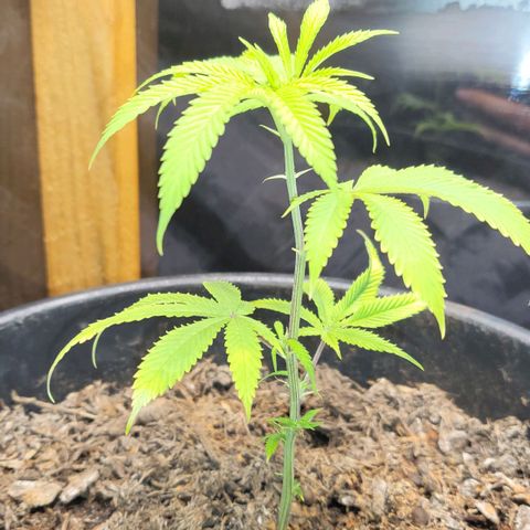 B.i.g growlog photo: Bisschen lp