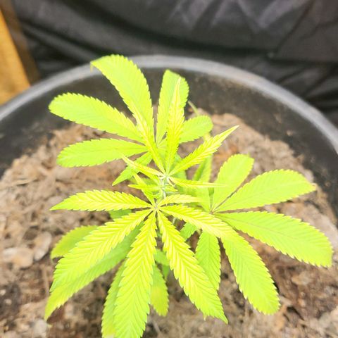 B.i.g growlog photo: Bisschen lp