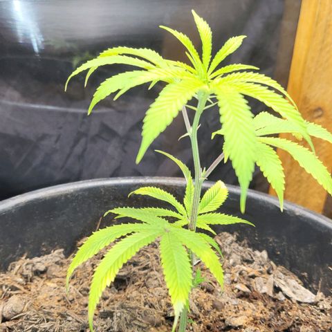 B.i.g growlog photo: Bisschen lp