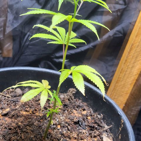 B.i.g growlog photo: Knoblauch Sud gegossen 