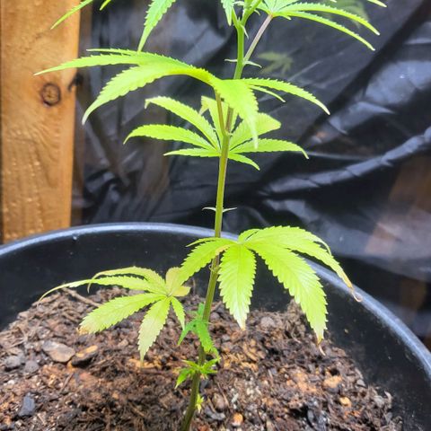 B.i.g growlog photo: Knoblauch Sud gegossen 