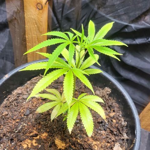 B.i.g growlog photo: Knoblauch Sud gegossen 