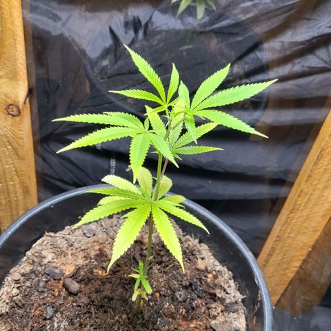 B.i.g growlog timeline photo