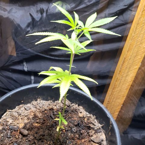 B.i.g growlog timeline photo