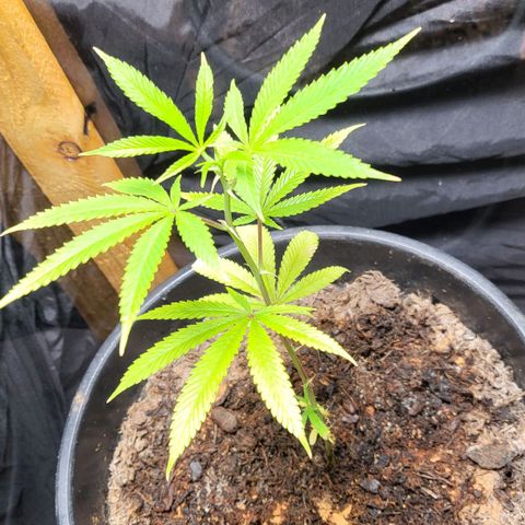 B.i.g growlog timeline photo