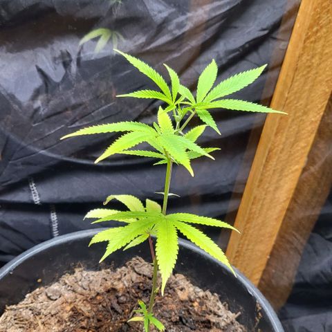 B.i.g growlog timeline photo
