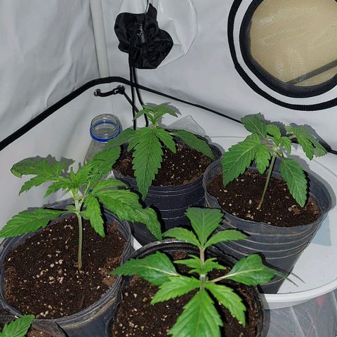 ORO BLANCO # 1 growlog timeline photo