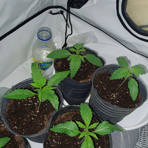 ORO BLANCO # 1 growlog timeline photo