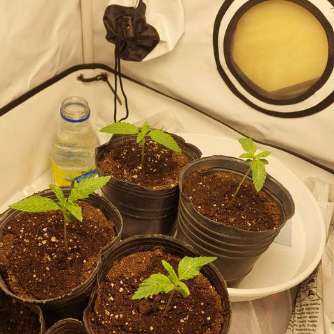 ORO BLANCO # 1 growlog timeline photo