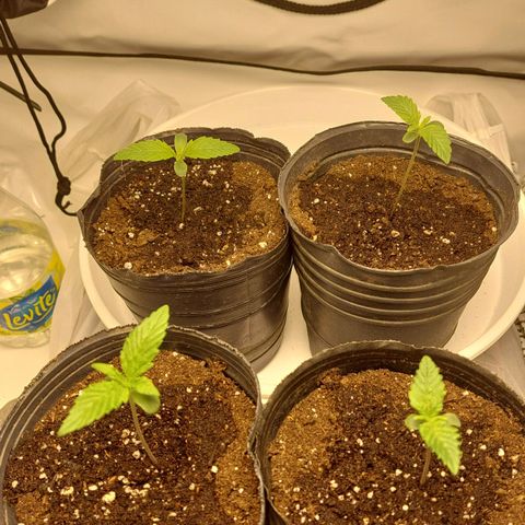 ORO BLANCO # 1 growlog timeline photo