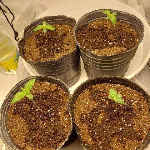 ORO BLANCO # 1 growlog timeline photo