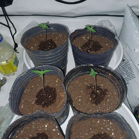 ORO BLANCO # 1 growlog timeline photo