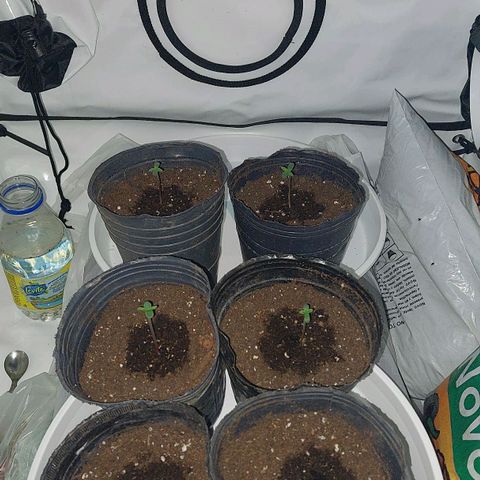ORO BLANCO # 1 growlog timeline photo