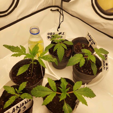 ORO BLANCO # 1 growlog timeline photo