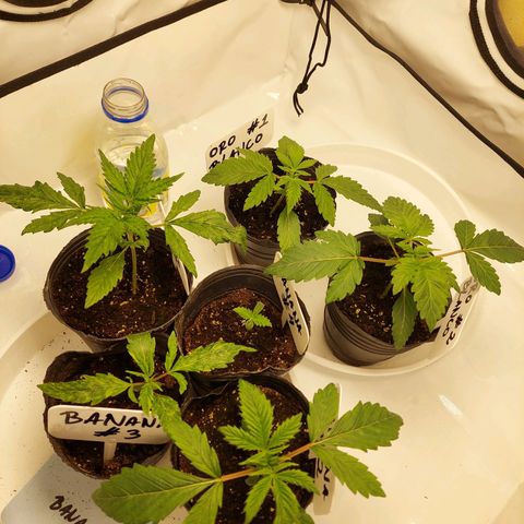 ORO BLANCO # 1 growlog timeline photo