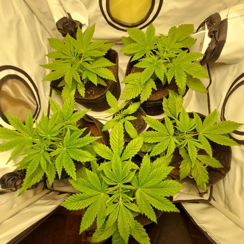 ORO BLANCO # 1 growlog timeline photo