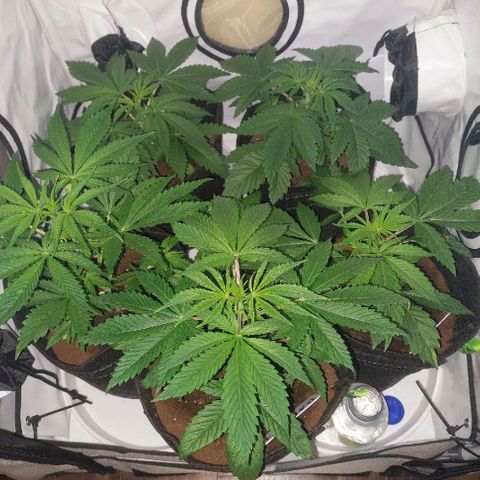 ORO BLANCO # 1 growlog timeline photo