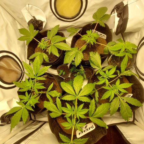 ORO BLANCO # 1 growlog timeline photo