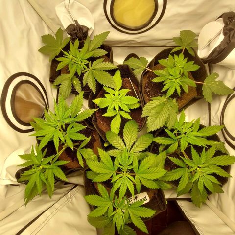 ORO BLANCO # 1 growlog timeline photo