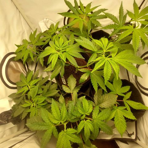 ORO BLANCO # 1 growlog timeline photo