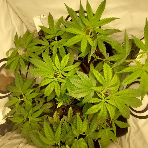 ORO BLANCO # 1 growlog timeline photo