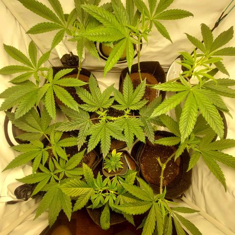 ORO BLANCO # 1 growlog timeline photo
