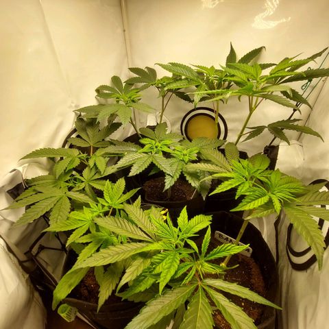 ORO BLANCO # 1 growlog timeline photo