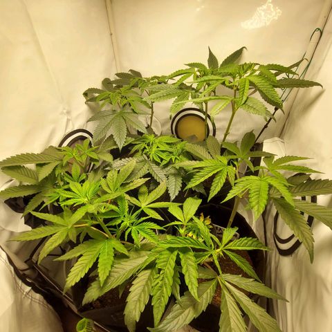 ORO BLANCO # 1 growlog timeline photo