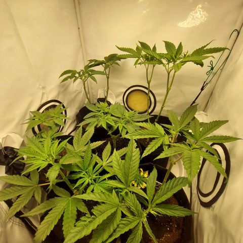 ORO BLANCO # 1 growlog timeline photo