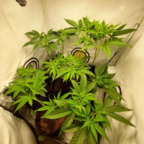 ORO BLANCO # 1 growlog timeline photo