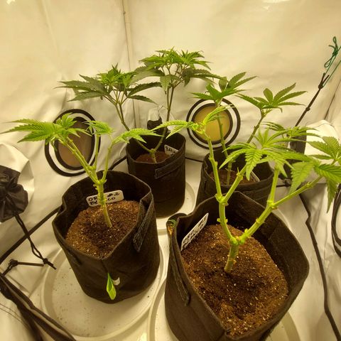 ORO BLANCO # 1 growlog timeline photo