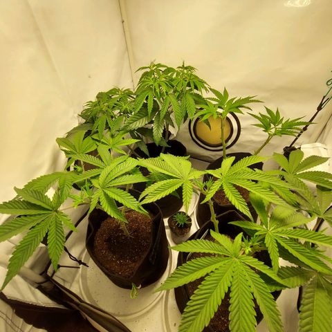 ORO BLANCO # 1 growlog timeline photo