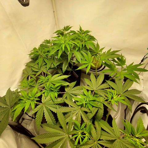 ORO BLANCO # 1 growlog timeline photo