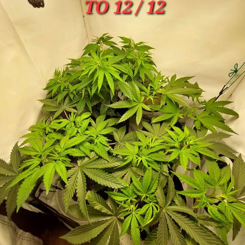 ORO BLANCO # 1 growlog timeline photo