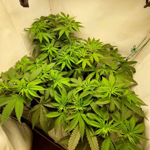 ORO BLANCO # 1 growlog timeline photo