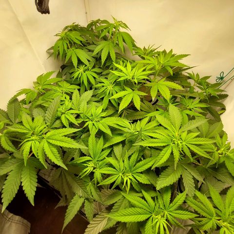 ORO BLANCO # 1 growlog timeline photo