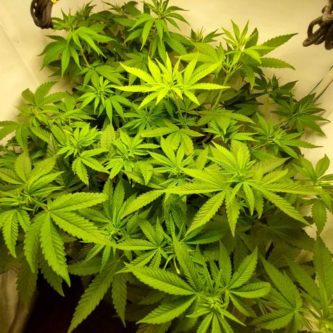 ORO BLANCO # 1 growlog timeline photo