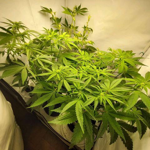 ORO BLANCO # 1 growlog timeline photo