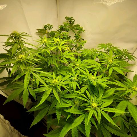 ORO BLANCO # 1 growlog timeline photo