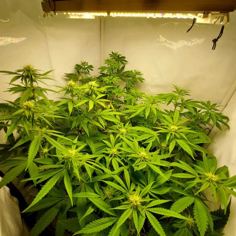 ORO BLANCO # 1 growlog timeline photo