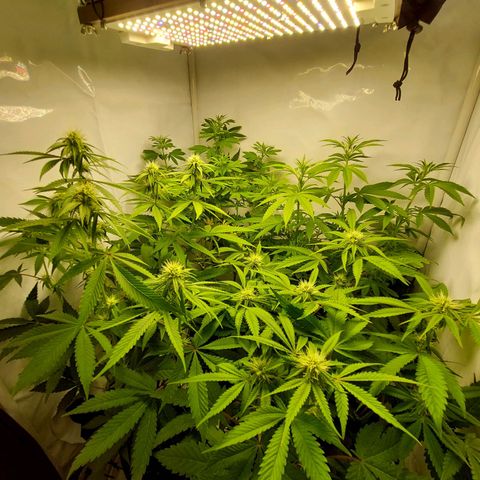 ORO BLANCO # 1 growlog timeline photo