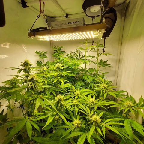 ORO BLANCO # 1 growlog timeline photo