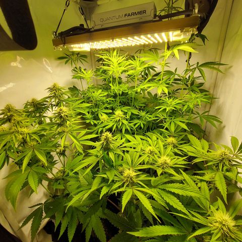 ORO BLANCO # 1 growlog timeline photo