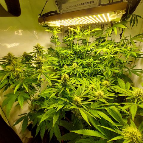 ORO BLANCO # 1 growlog timeline photo