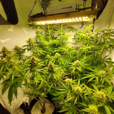 ORO BLANCO # 1 growlog timeline photo