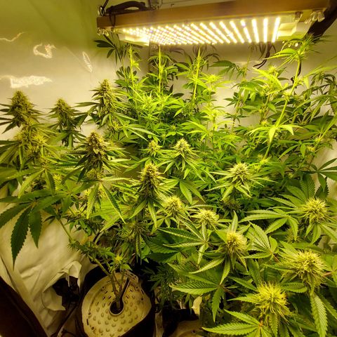 ORO BLANCO # 1 growlog timeline photo