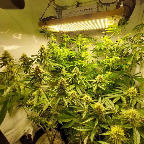 ORO BLANCO # 1 growlog timeline photo