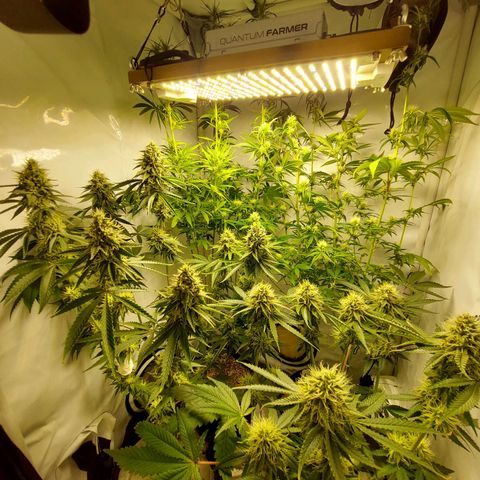 ORO BLANCO # 1 growlog timeline photo