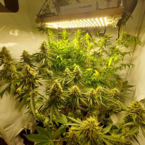 ORO BLANCO # 1 growlog timeline photo